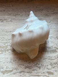 Conchiglia Wedgwood “Naturals Collection”