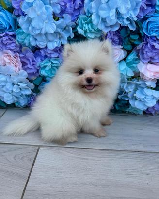 SPITZ DI POMERANIA