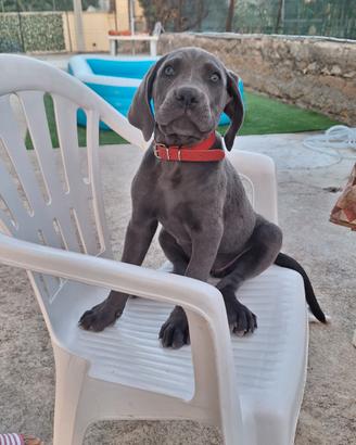 Cane Corso