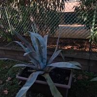 Pianta Agave grande da esterno