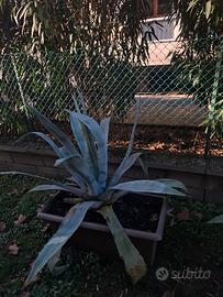 Pianta Agave grande da esterno