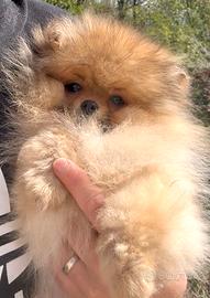 Cucciolo Spitz nano (Volpino di Pomerania)