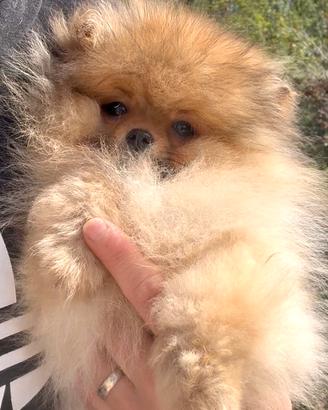 Cucciolo Spitz nano (Volpino di Pomerania)