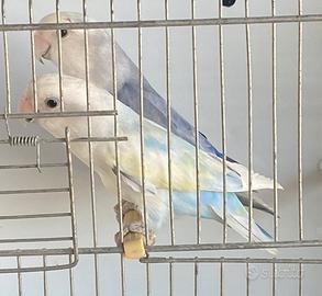 Coppia dì inseparabili