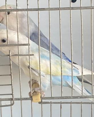 Coppia dì inseparabili