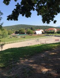 Box cavallo