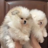 Spitz di Pomerania nano
