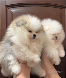 Spitz di Pomerania nano