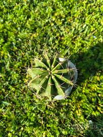 Echinopsis sp. vaso 6cm (pianta grassa: cactus) 