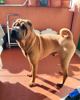 Cane SHARPEI