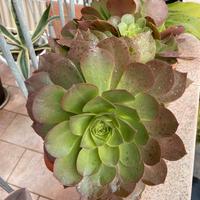 Pianta succulenta BABY Aeonium arboreum