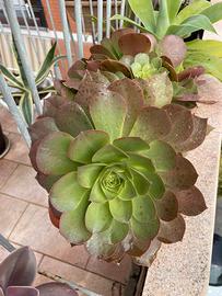 Pianta succulenta BABY Aeonium arboreum