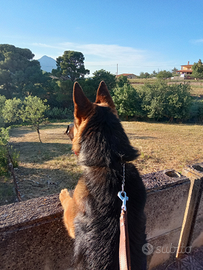 Pastore tedesco per monta