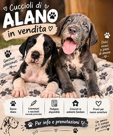 Cuccioli di alano