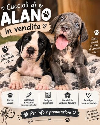 Cuccioli di alano