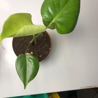 Monstera Deliciosa