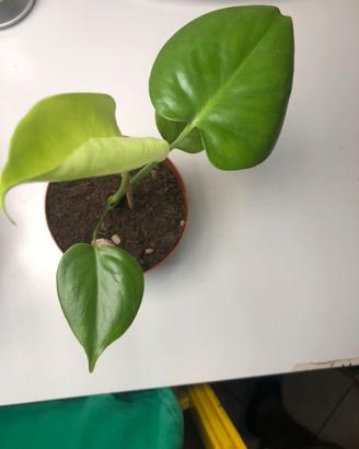 Monstera Deliciosa