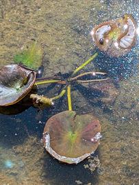 Rizoma di ninfea bianca 