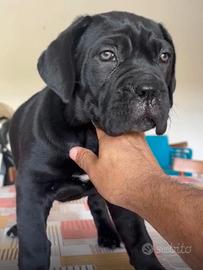 Cane corso femmina