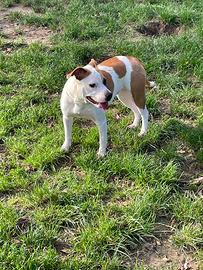Cane AMERICAN STAFFORDSHIRE TERRIER