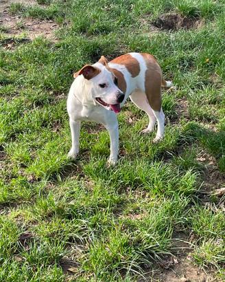Cane AMERICAN STAFFORDSHIRE TERRIER