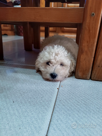 Barboncino taglia piccola