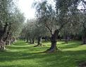 usini-casa-in-campagna-con-oliveto