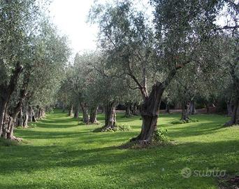 Usini - Casa in campagna con oliveto