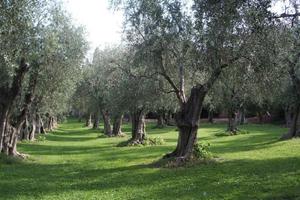 Usini - Casa in campagna con oliveto