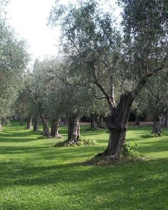 Usini - Casa in campagna con oliveto