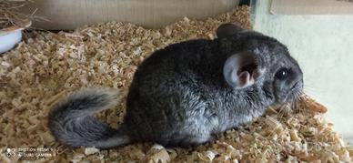 Cincillà cucciolo