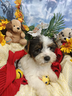 taglia-molto-piccola-cuccioli-york-biewer-terrier