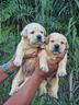 cuccioli-di-labrador-miele-marina-lab