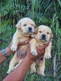 Cuccioli di Labrador Miele - Marina Lab