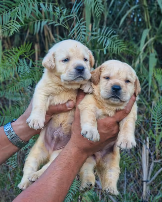 Cuccioli di Labrador Miele - Marina Lab
