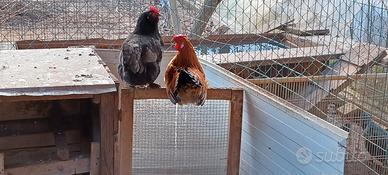 Galline nane coppie
