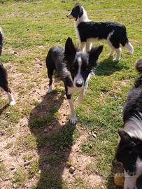 Cucciola Border collie