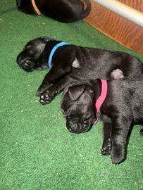 Labrador da lavoro
