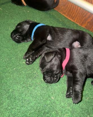 Labrador da lavoro