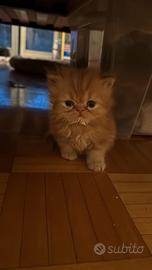 Cuccioli persiano maschio