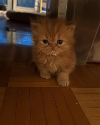Cuccioli persiano maschio