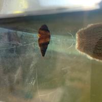Lumache acquario melanoides