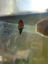 Lumache acquario melanoides