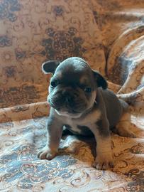 Bulldog francese blu tan puppy