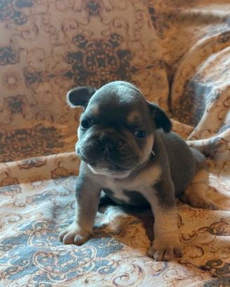 Bulldog francese blu tan puppy