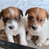 Cuccioli di Jack Russell Terrier broken e ruvido
