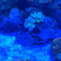 Coralli Acquario Marino