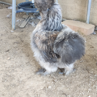 Uova.Moroseta silkie