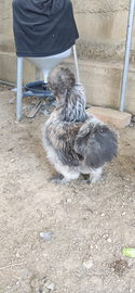 Uova.Moroseta silkie