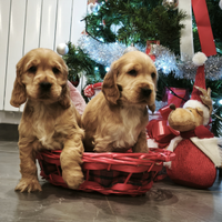 Cocker spaniel inglese